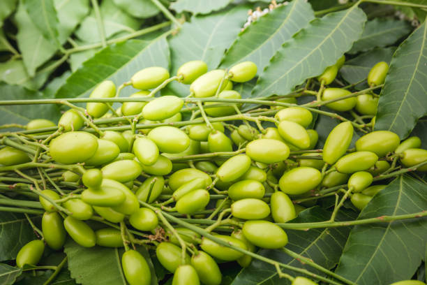 Neem
